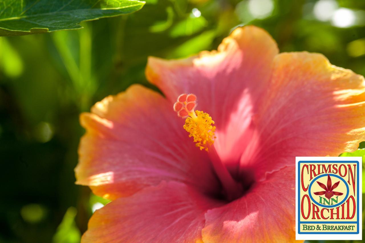 The Crimson Orchid Inn At Orchid Bay San Fernando Exterior foto